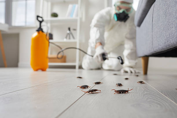 Post-Treatment Bed Bug Interceptor Monitoring in Buffalo